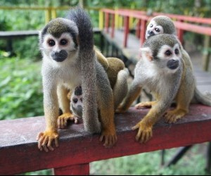 Leticia Amazonas Colombia Source  Flickr por The Amazon Spanish College